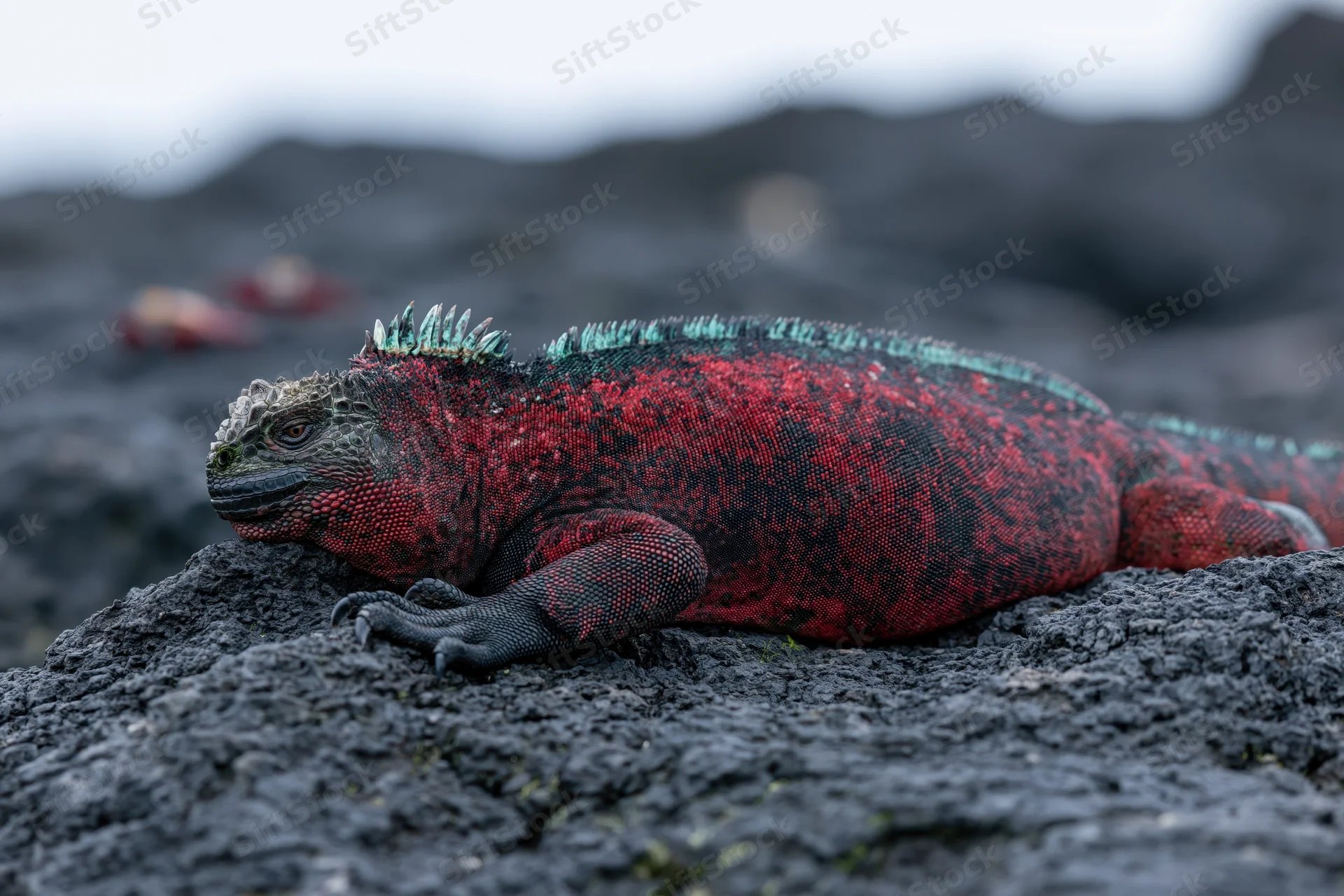 Red and teal galapagos marine iguana resting on dark volcanic rock