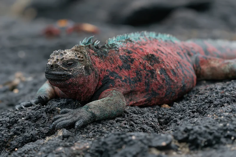 Red and teal galapagos marine iguana resting on black volcanic rock