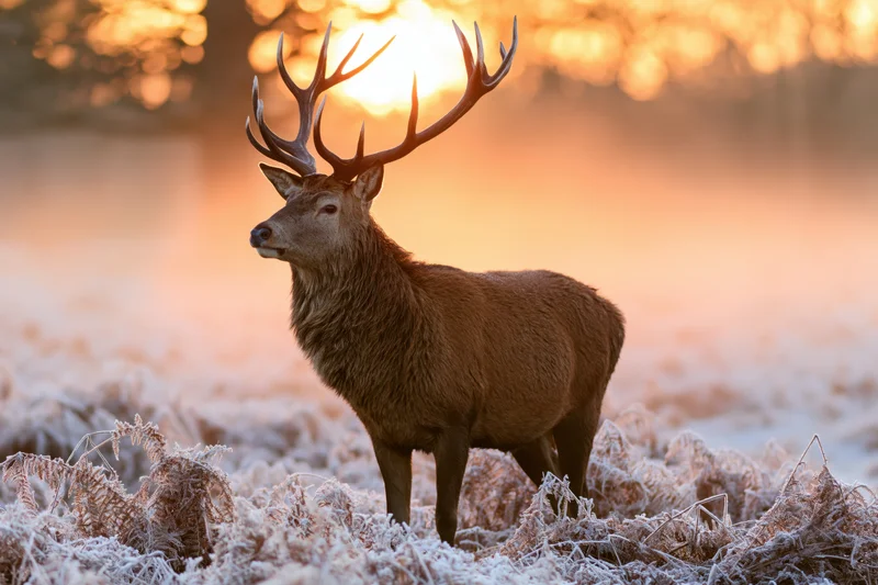 Red deer stag standing alert in frost-covered bracken at sunrise