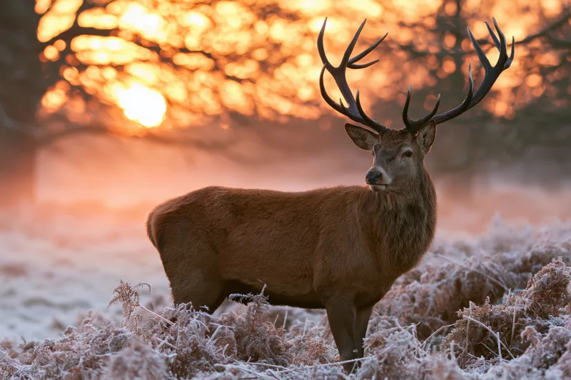 Red deer stag standing alert in frost-covered bracken at sunrise