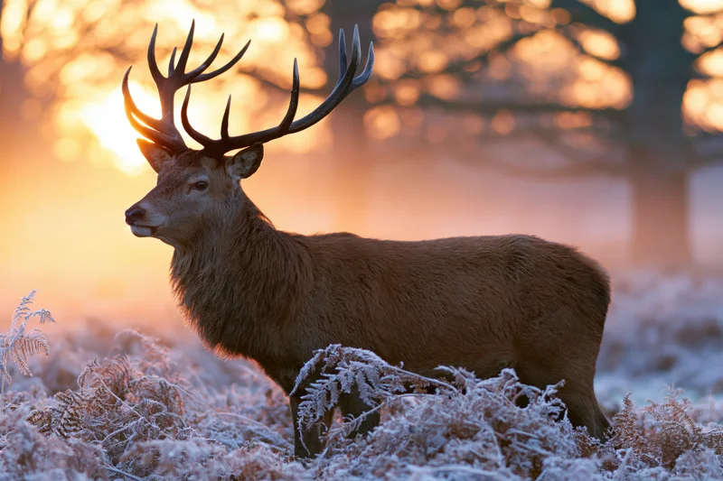 Red deer stag standing alert in frost-covered bracken at sunrise