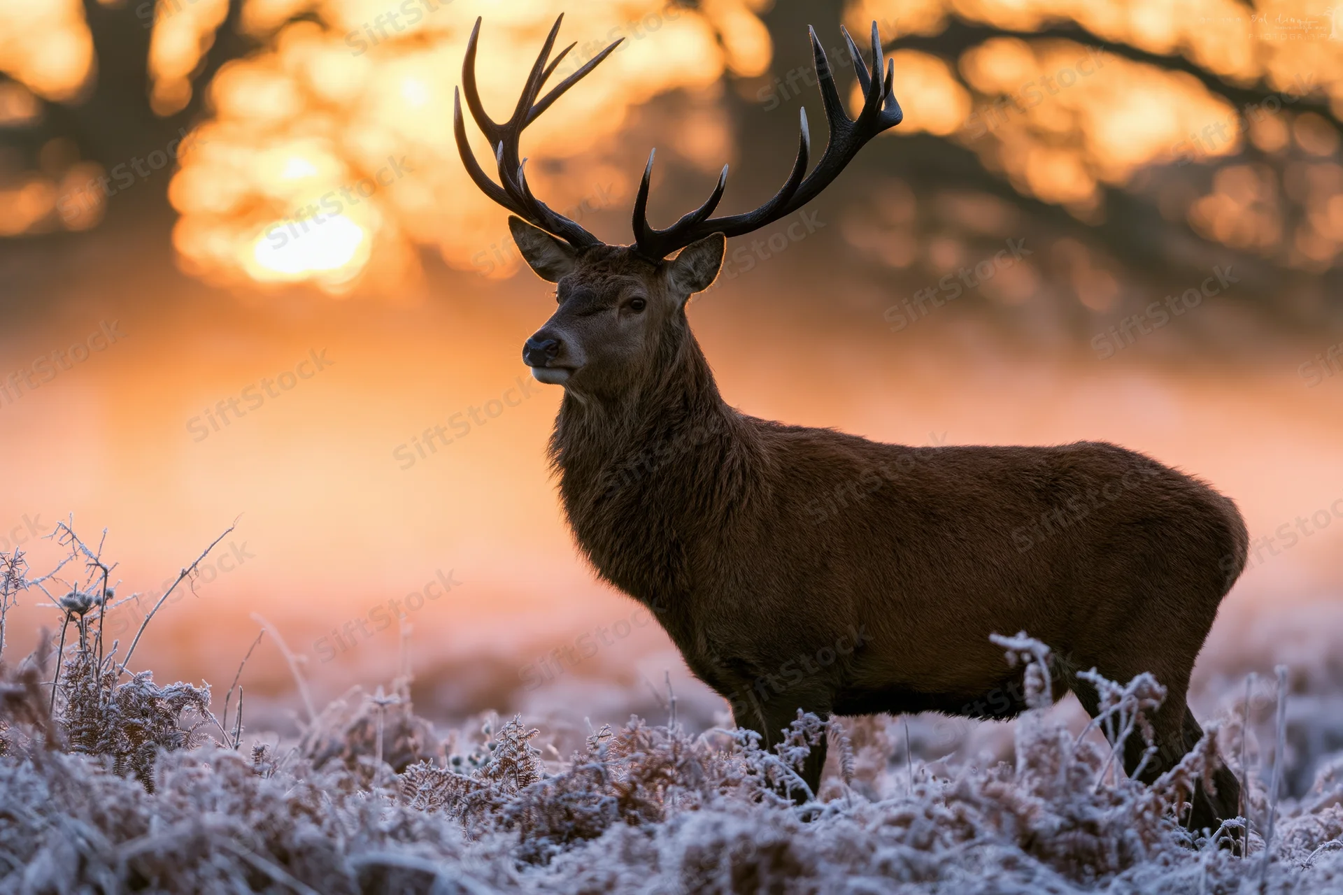 Red deer stag standing alert in frost-covered bracken at sunrise