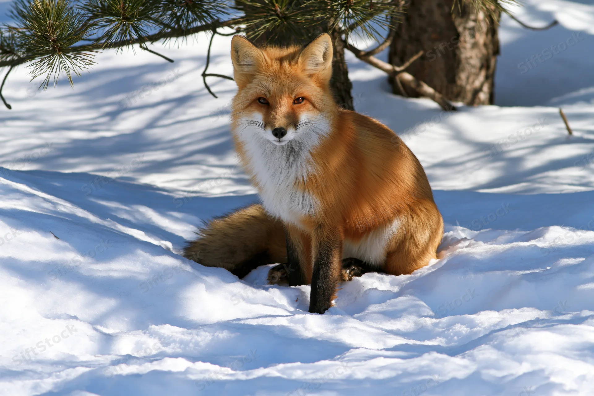 Red fox sitting alert in deep snow under pine tree looking directly at camera