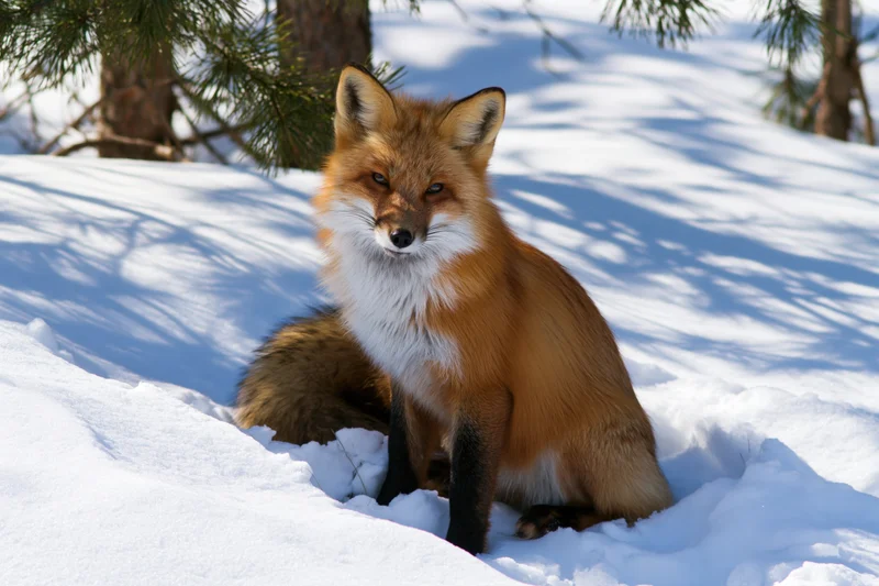 Red fox sitting alert in deep snow looking directly at camera in winter forest