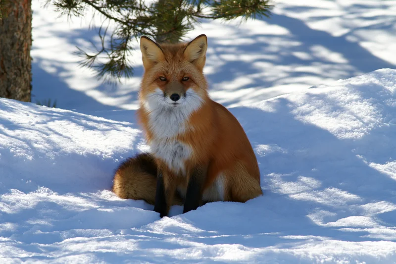 Red fox sitting alert in deep snow under pine tree, looking directly at camera