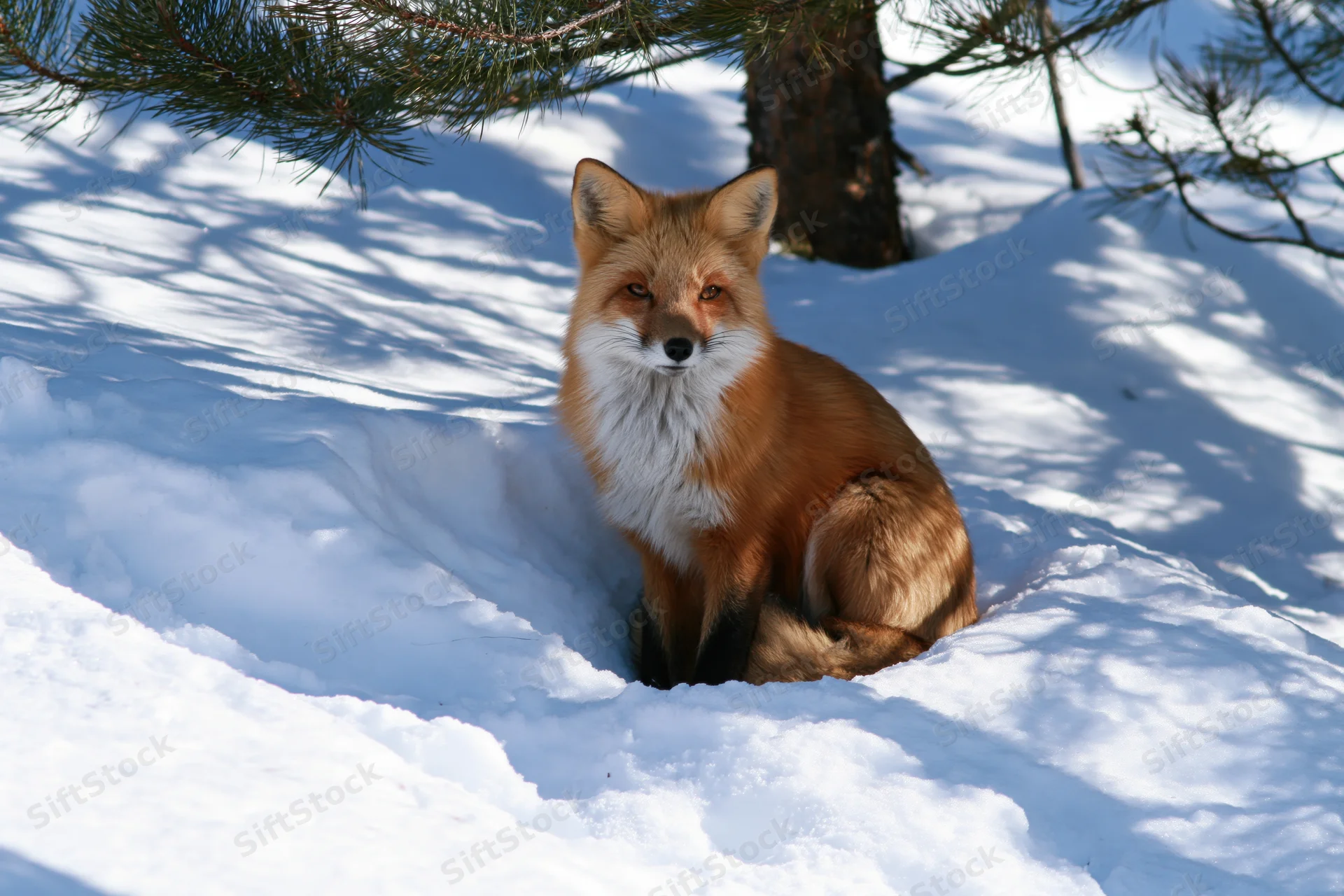 Red fox sitting alert in deep snow under pine tree, looking directly at camera