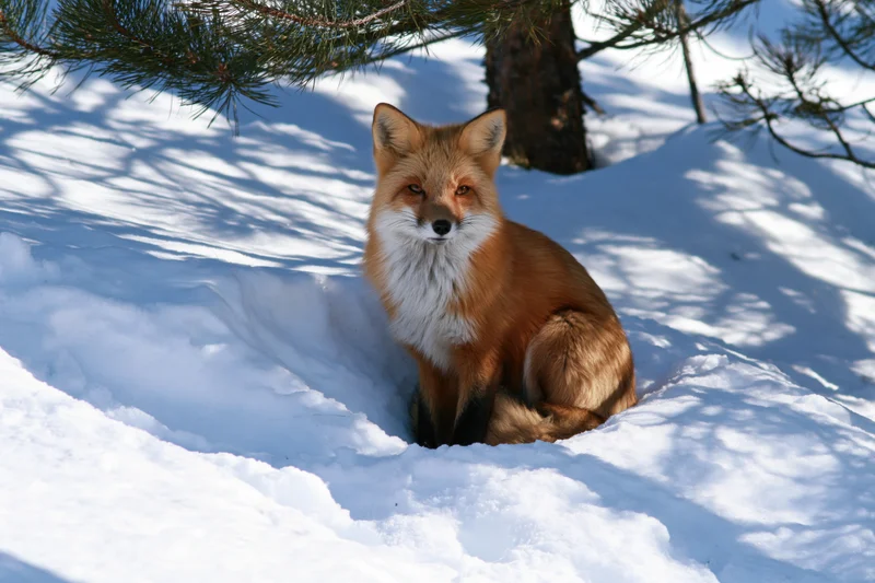 Red fox sitting alert in deep snow under pine tree, looking directly at camera