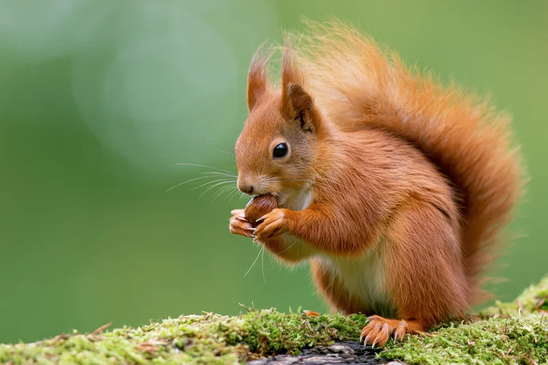 Red squirrel eating a nut on a moss-covered log in a forest setting