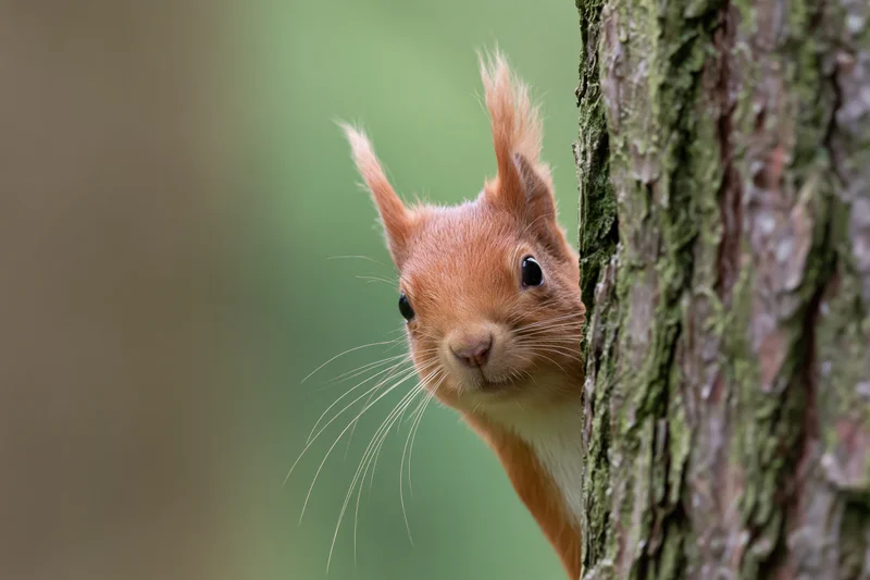 Red squirrel peeking from behind a pine tree trunk in a forest setting