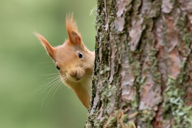 Red squirrel peeking from behind pine tree trunk in forest