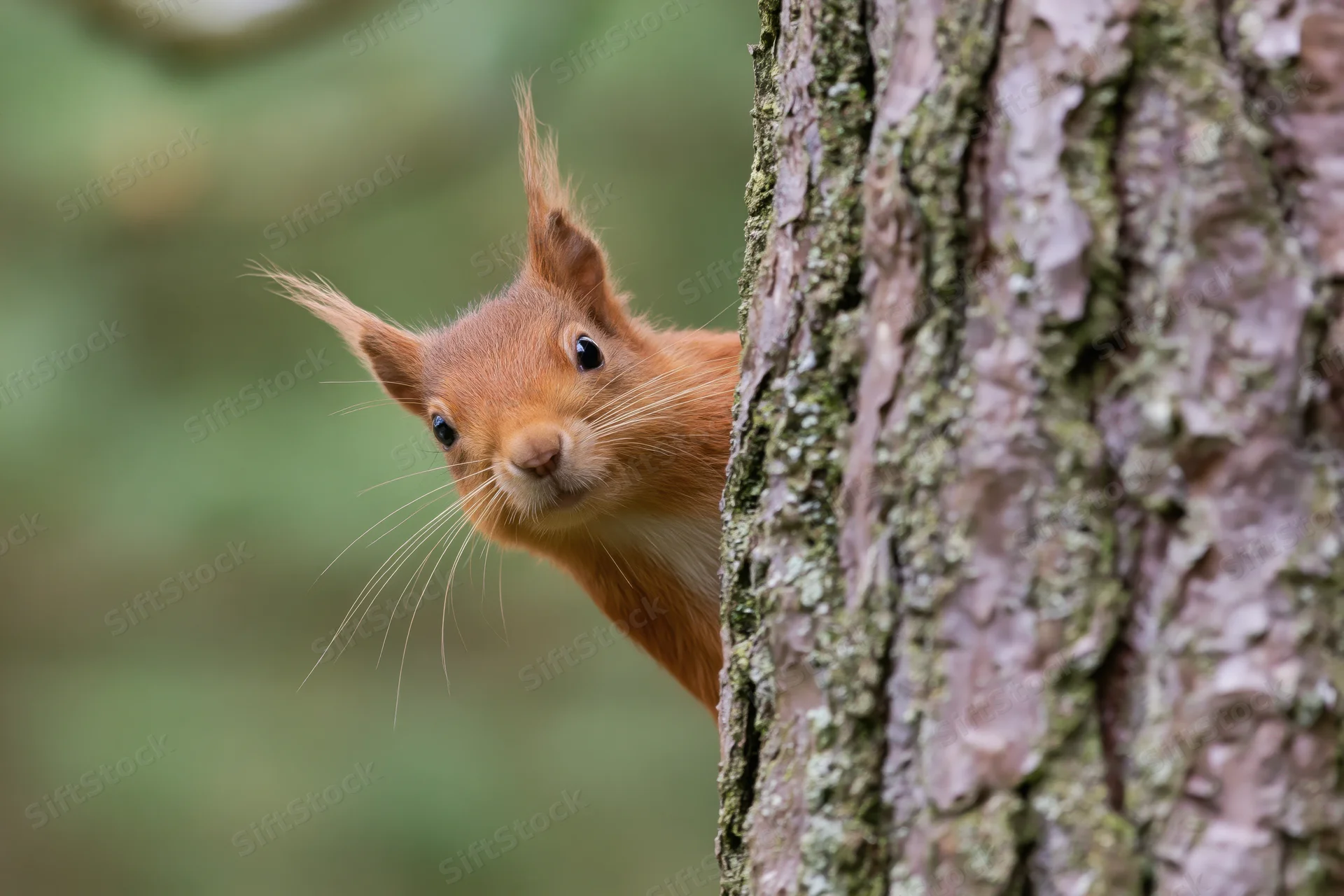 Red squirrel peeking from behind a pine tree trunk in a forest setting
