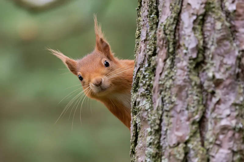 Red squirrel peeking from behind a pine tree trunk in a forest setting