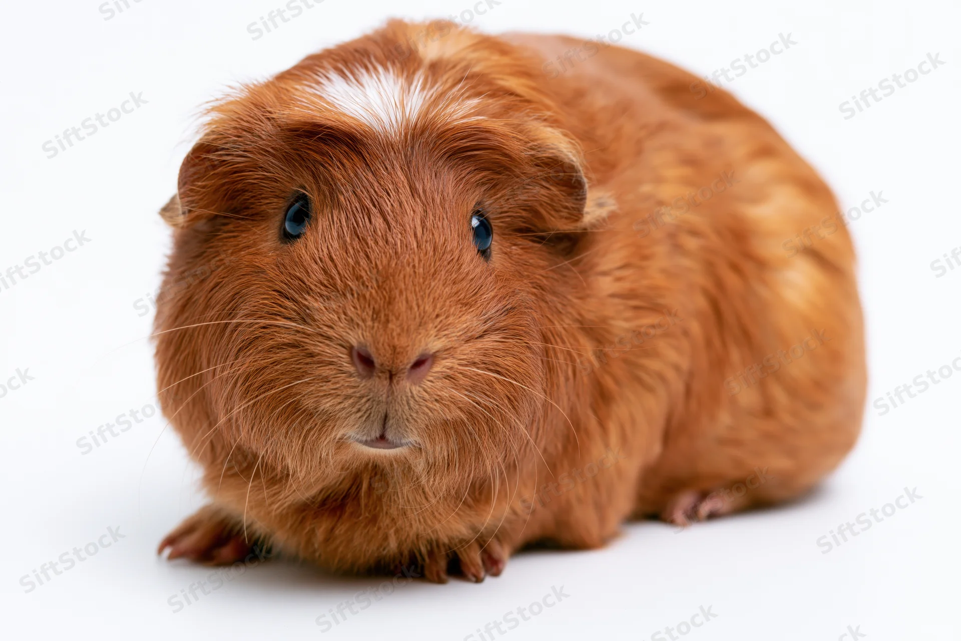 Reddish-brown guinea pig with white patch on head sitting and looking forward on white background