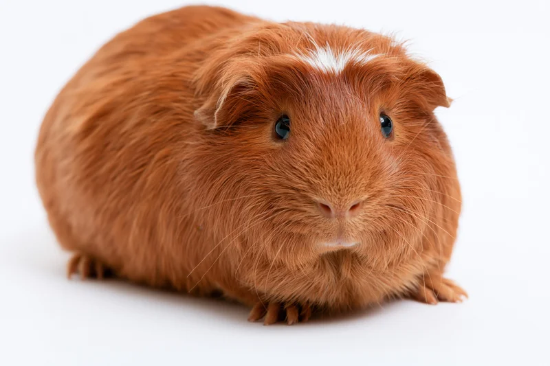 Reddish-brown guinea pig with white patch on head sitting in front view on white background