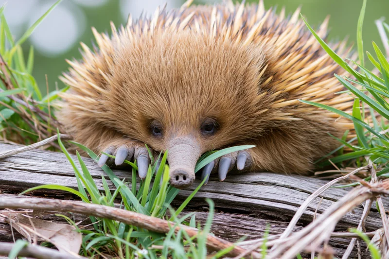 Short-beaked echidna resting on weathered log surrounded by grass in natural habitat