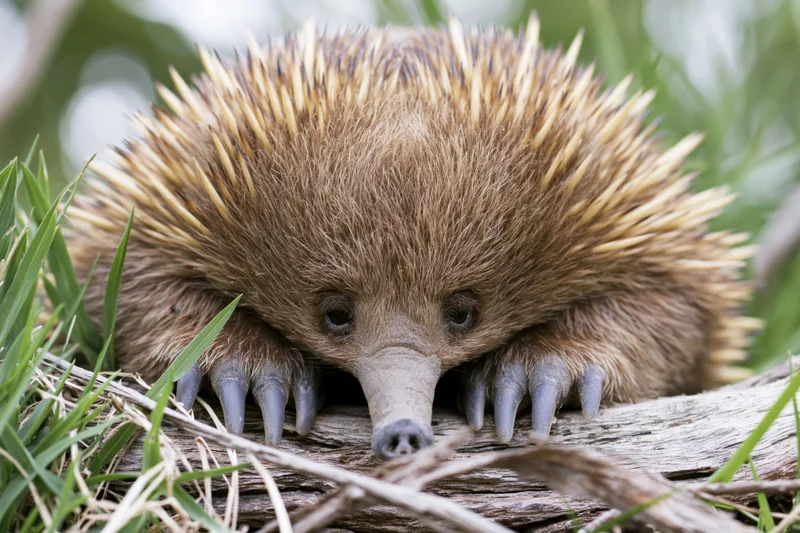 Short-beaked echidna resting with claws on a weathered log in grassy natural habitat