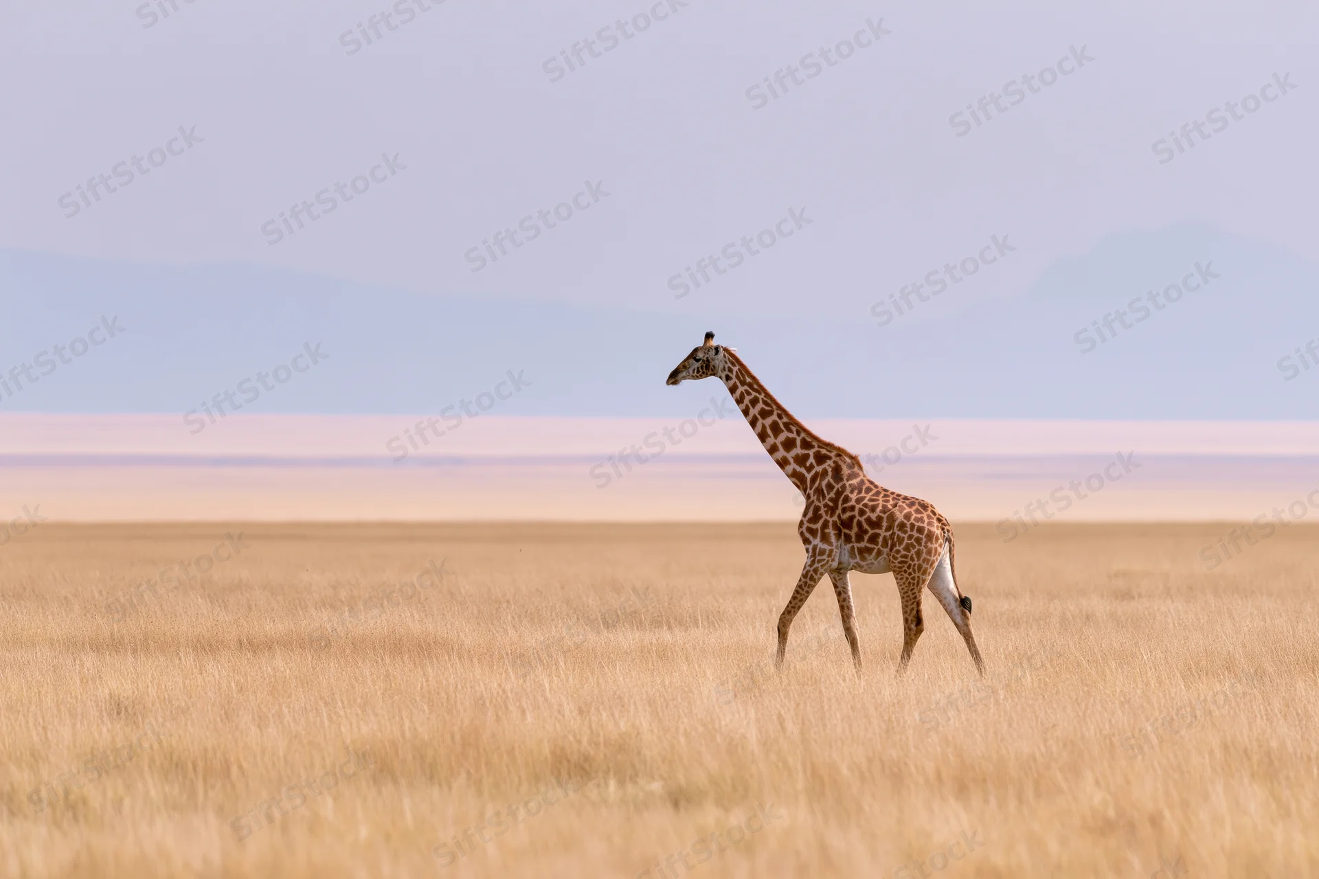 Giraffe walking across open savanna under hazy sky