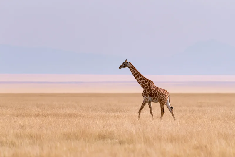 Giraffe walking across open savanna under hazy sky