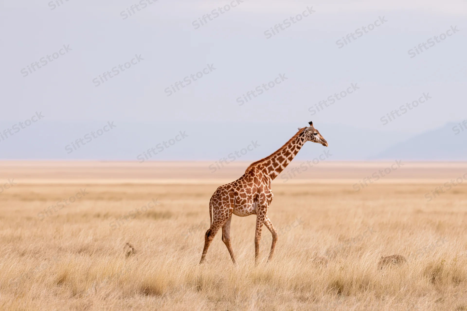 Giraffe walking slowly across open savanna in africa