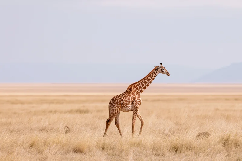 Giraffe walking slowly across open savanna in africa