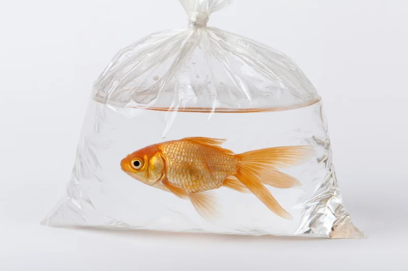 Orange goldfish swimming in a clear plastic bag filled with water, isolated on white background