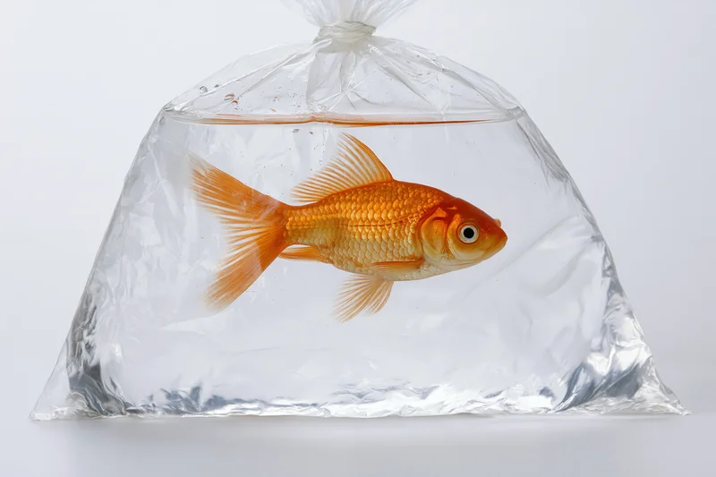 Orange goldfish swimming in a transparent plastic bag filled with water, isolated on white background