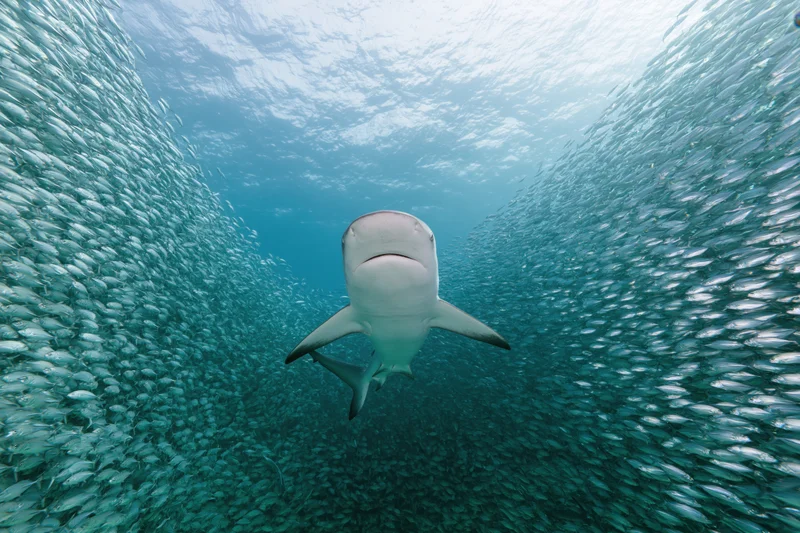 Reef shark swimming through dense baitball of small fish underwater