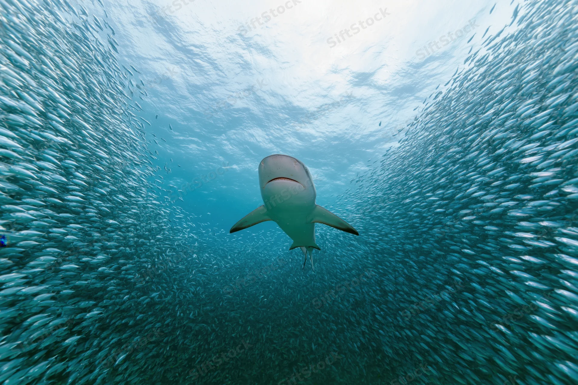 Reef shark swimming through dense baitball in open ocean
