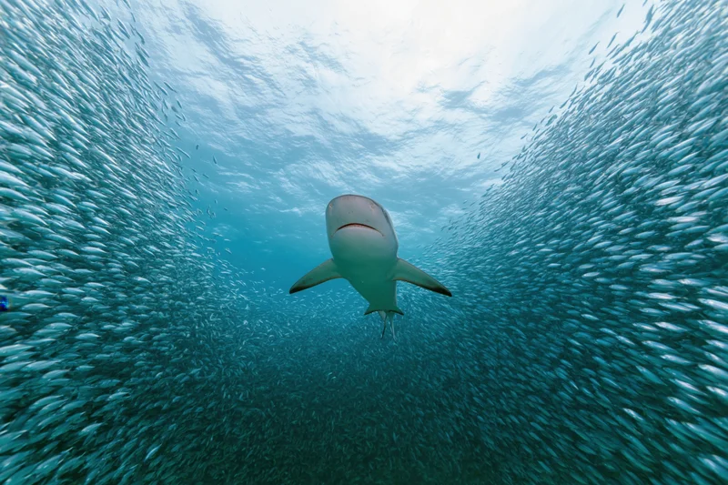 Reef shark swimming through dense baitball in open ocean