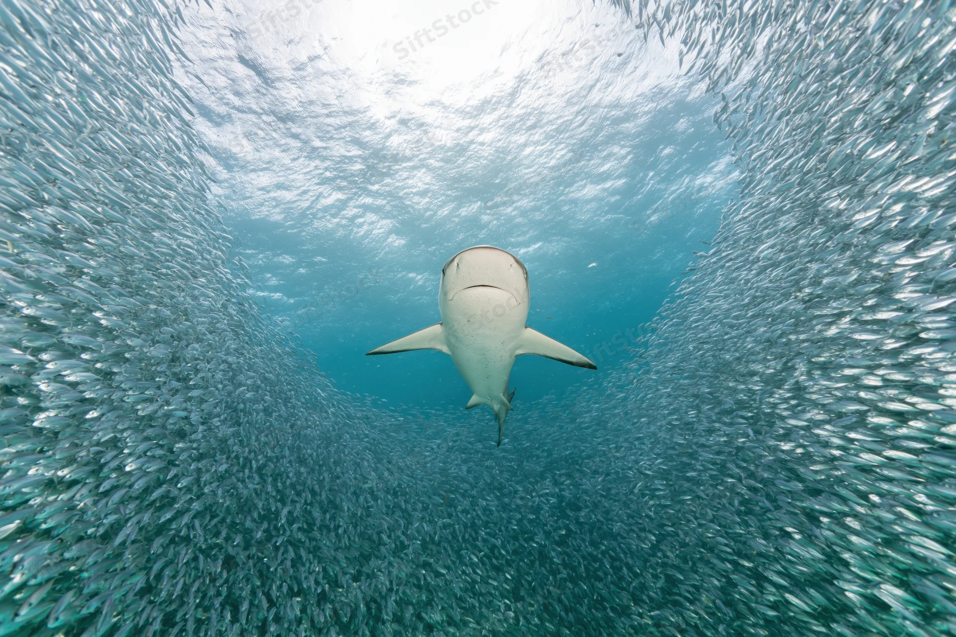 Reef shark swimming through dense baitball of small fish underwater