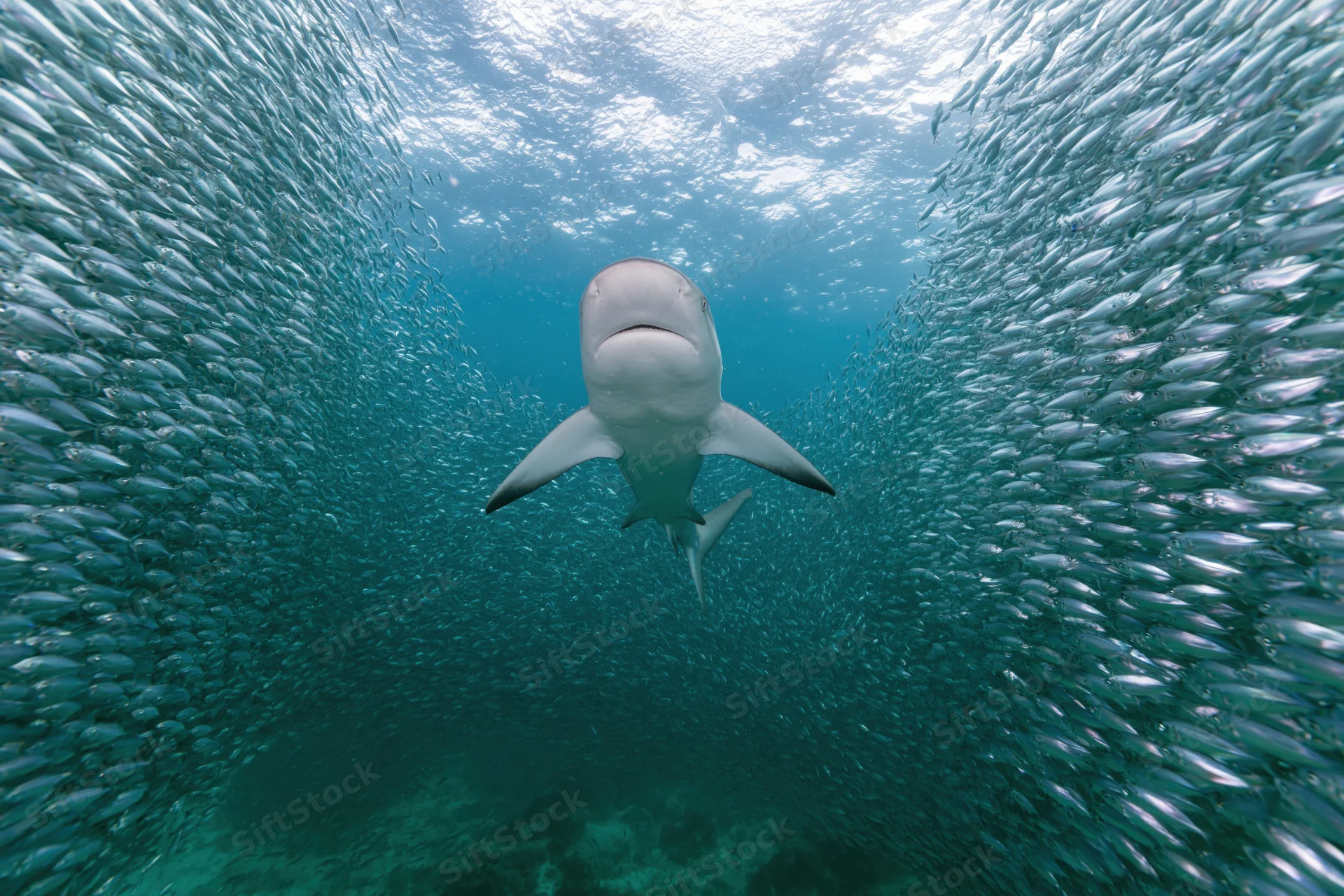 Reef shark swimming through dense baitball of small fish underwater