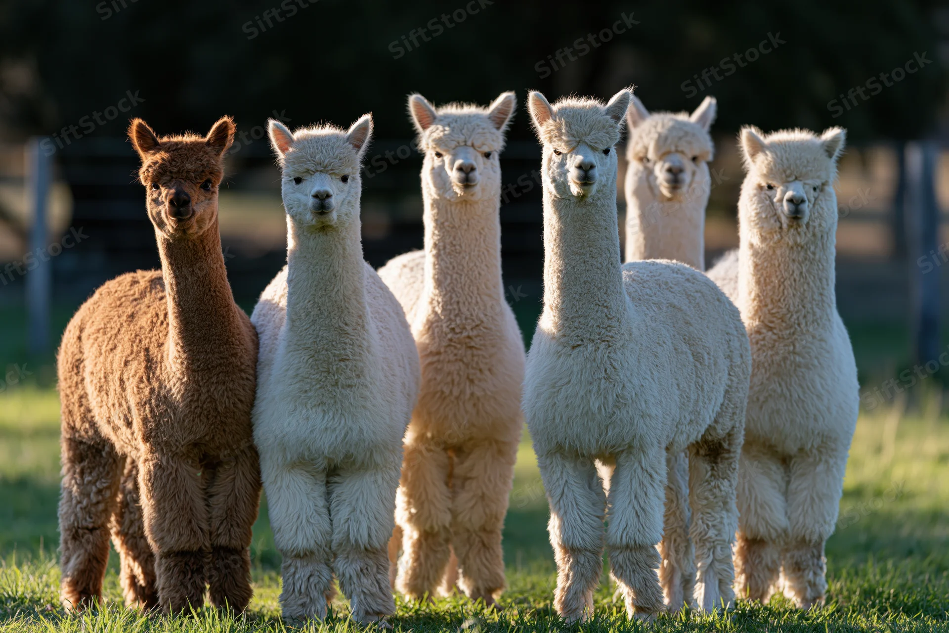 Five alpacas standing together in a green pasture