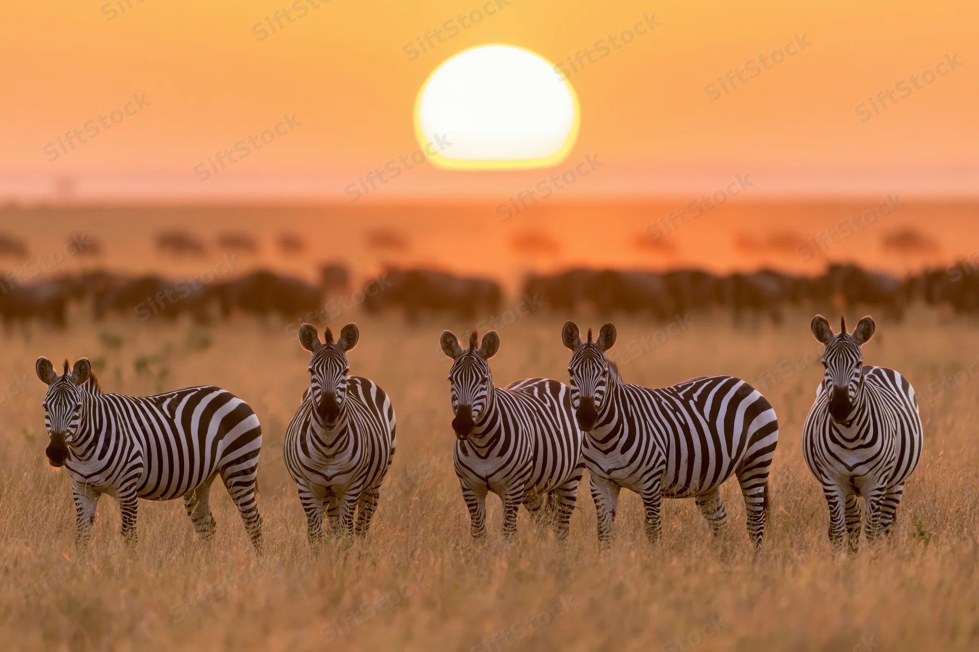 Zebras standing in dry golden savanna grass at sunset