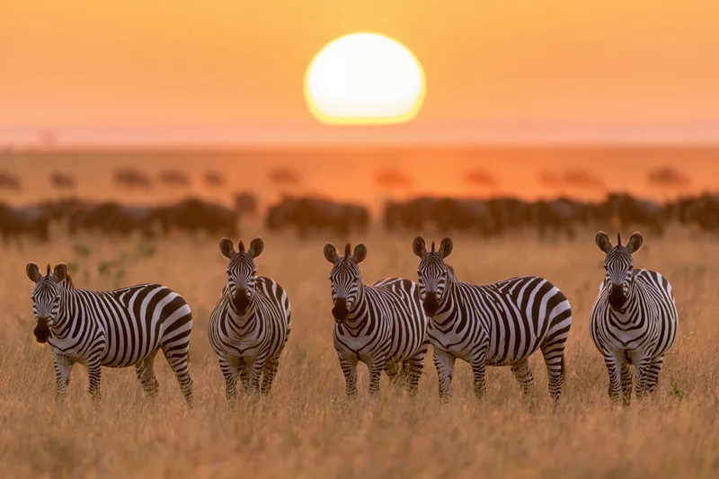 Zebras standing in dry golden savanna grass at sunset