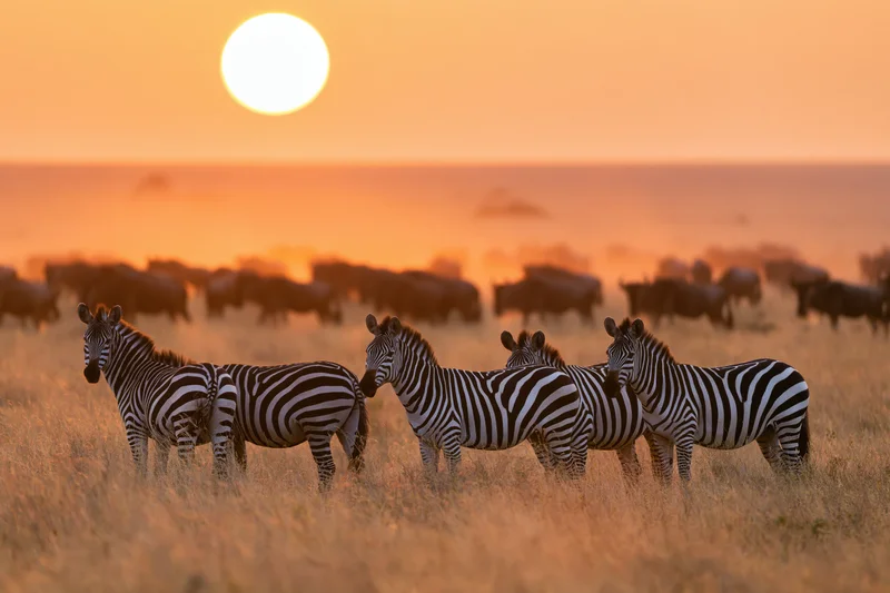 Zebras standing in dry golden savanna grass at sunset with wildebeest herd in background