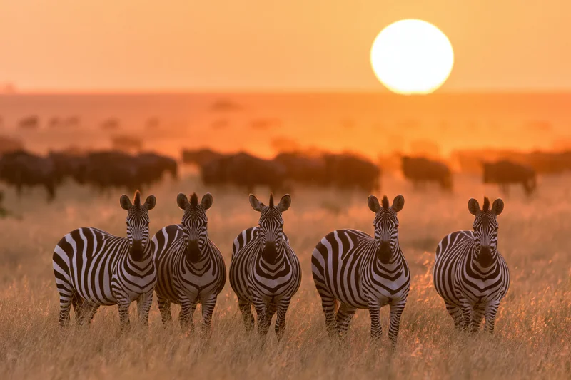 Five zebras standing in dry golden savanna grass at sunset