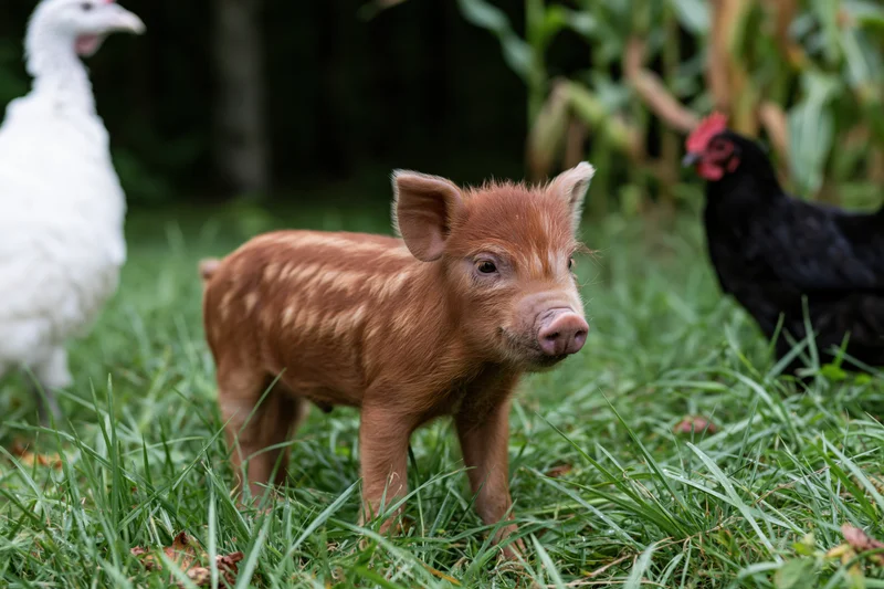 Small reddish-brown striped piglet standing alert in lush green grass with chickens nearby
