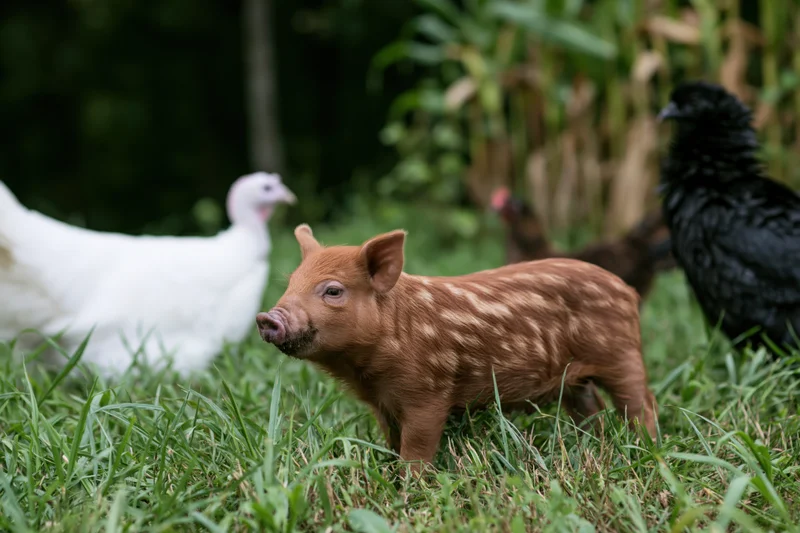 Small striped piglet standing alert in lush green grass with chickens nearby