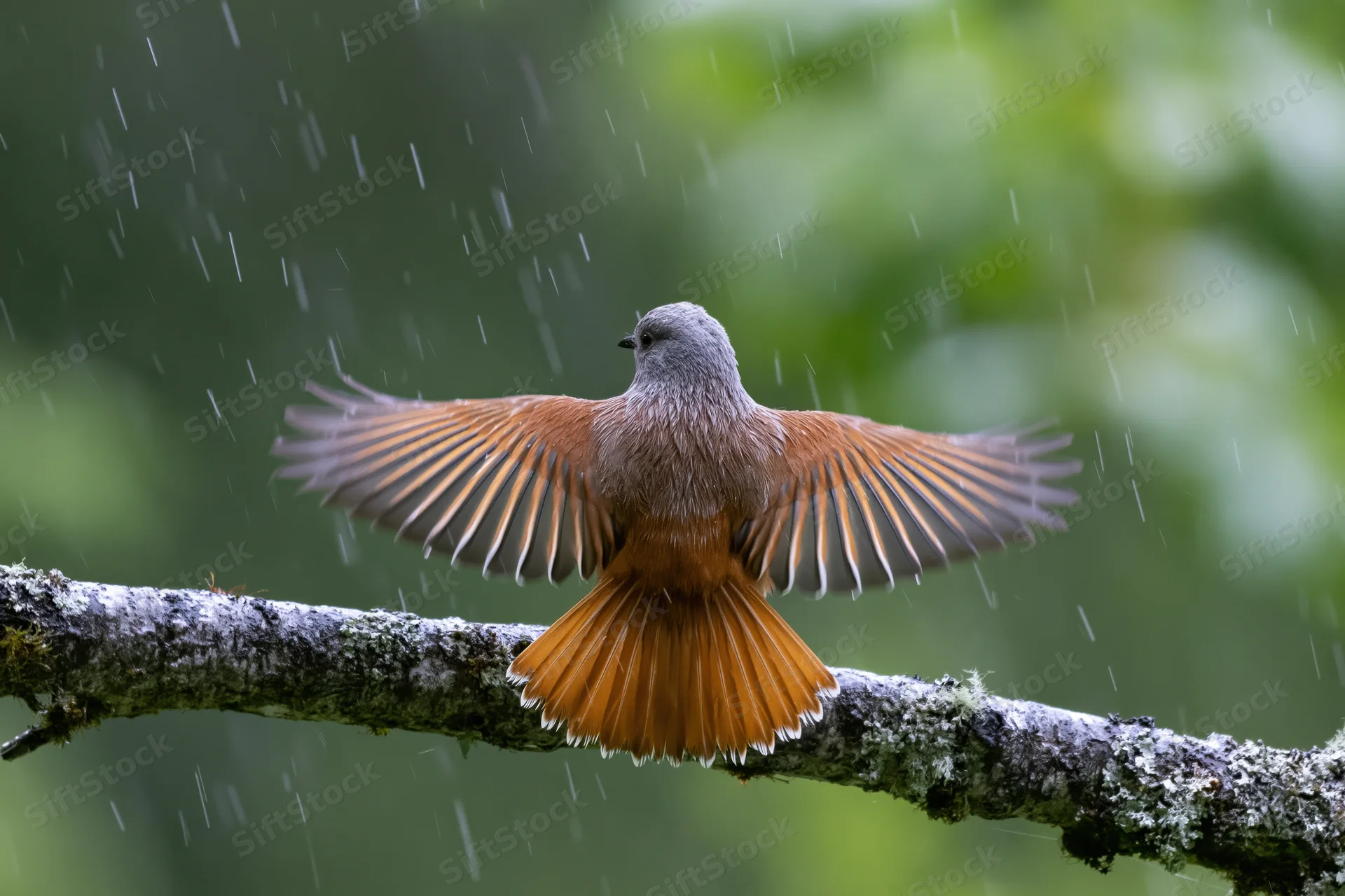 Rufous-and-grey bird with wings spread perched on a mossy branch in rain
