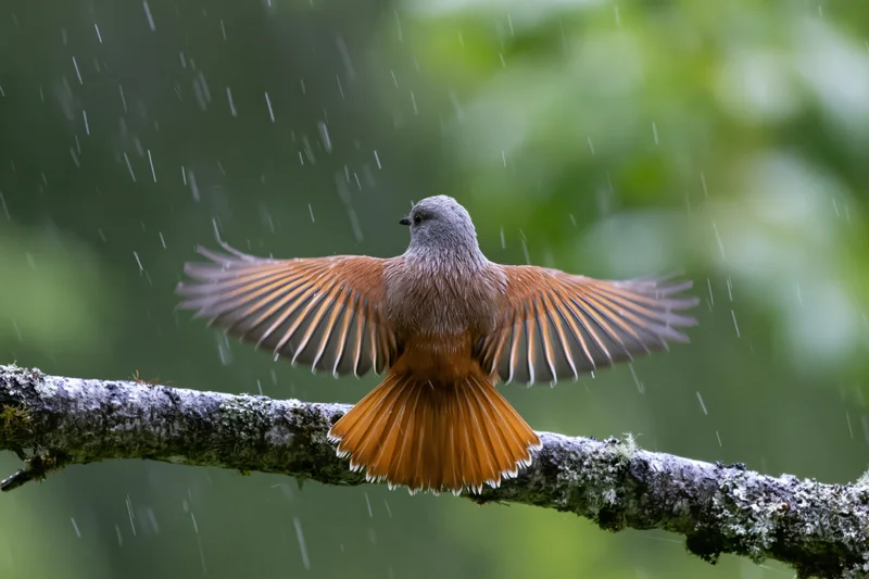 Rufous-and-grey bird with wings spread perched on a mossy branch in rain