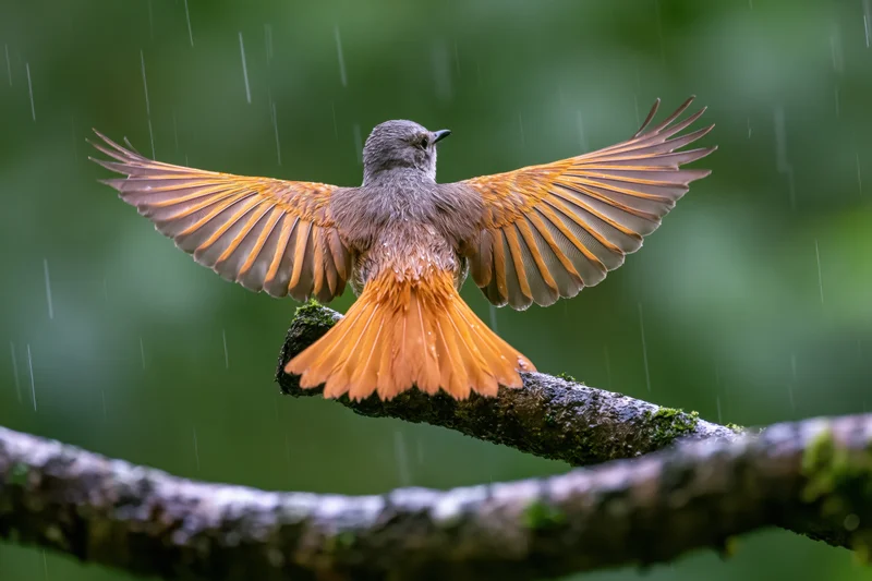 Rufous-and-grey bird with wings spread perched on mossy branch in rain