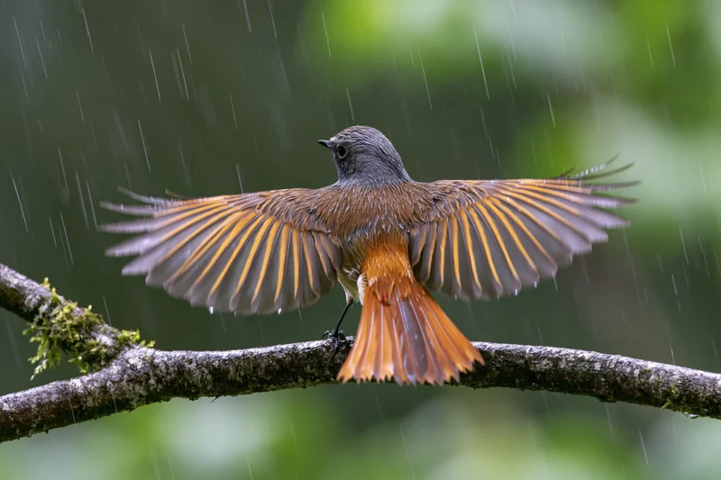 Rufous-and-grey bird with wings spread perched on a mossy branch in rain