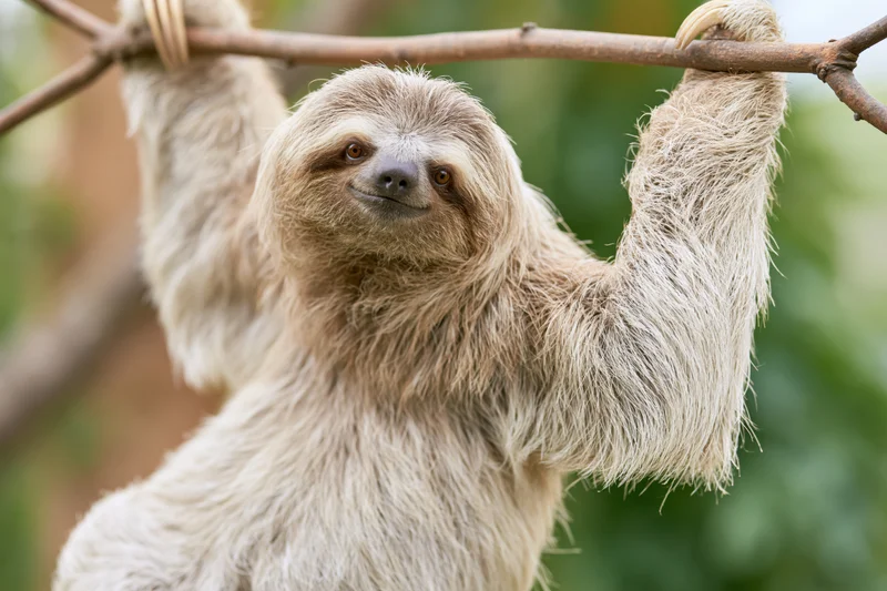 Three-toed sloth hanging from a thin branch in a lush green forest