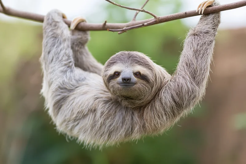 Three-toed sloth clinging to a thin branch in a forest setting