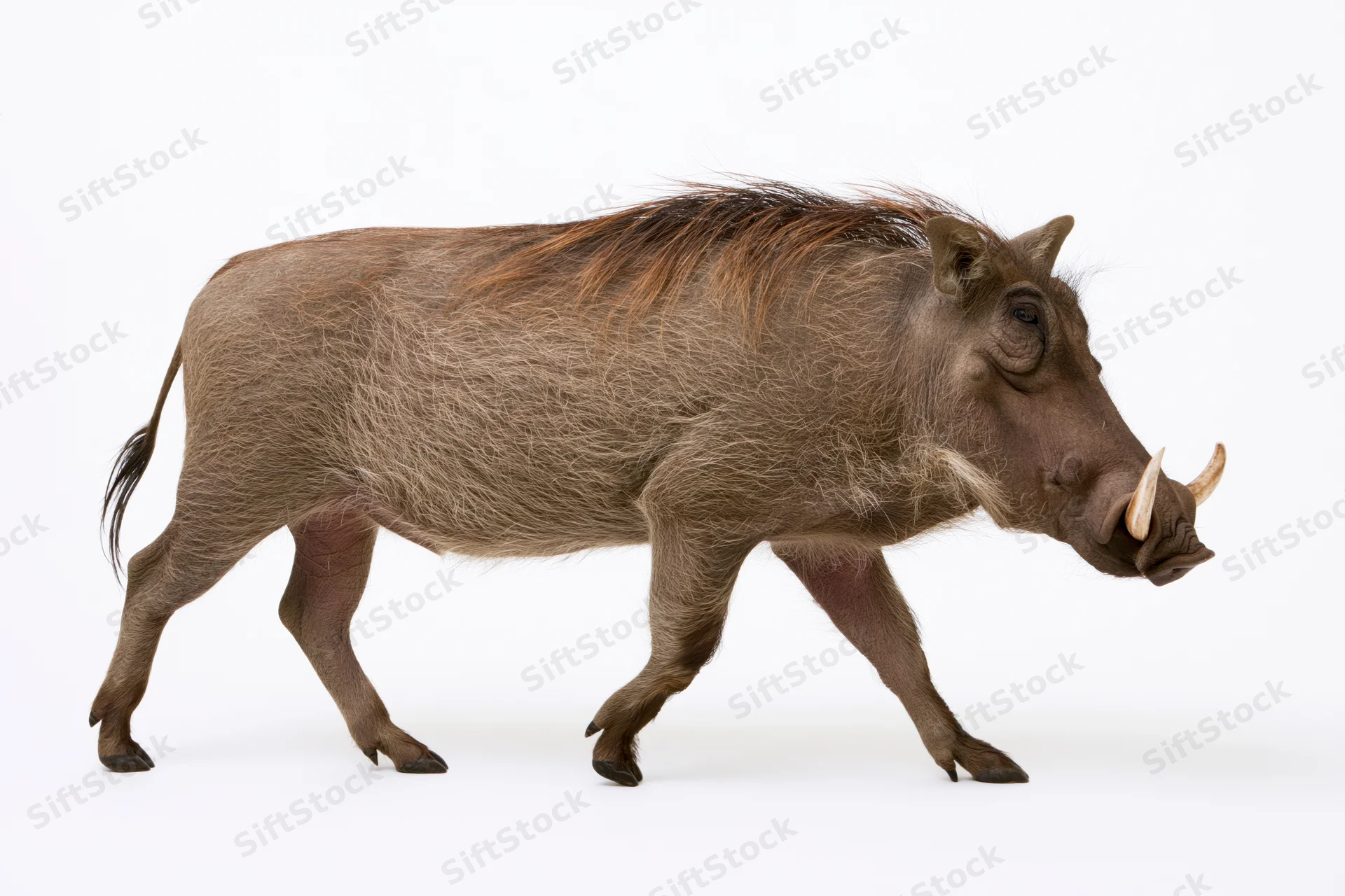 Warthog walking in profile view with head lowered on white background