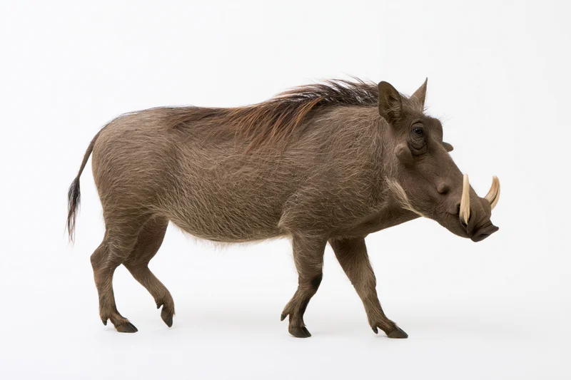 Warthog walking in profile view with head slightly lowered on white background