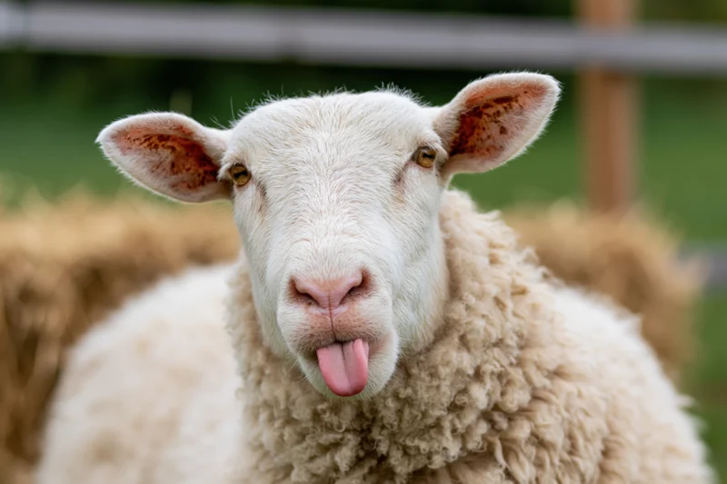 White sheep sticking tongue out in pasture near fence