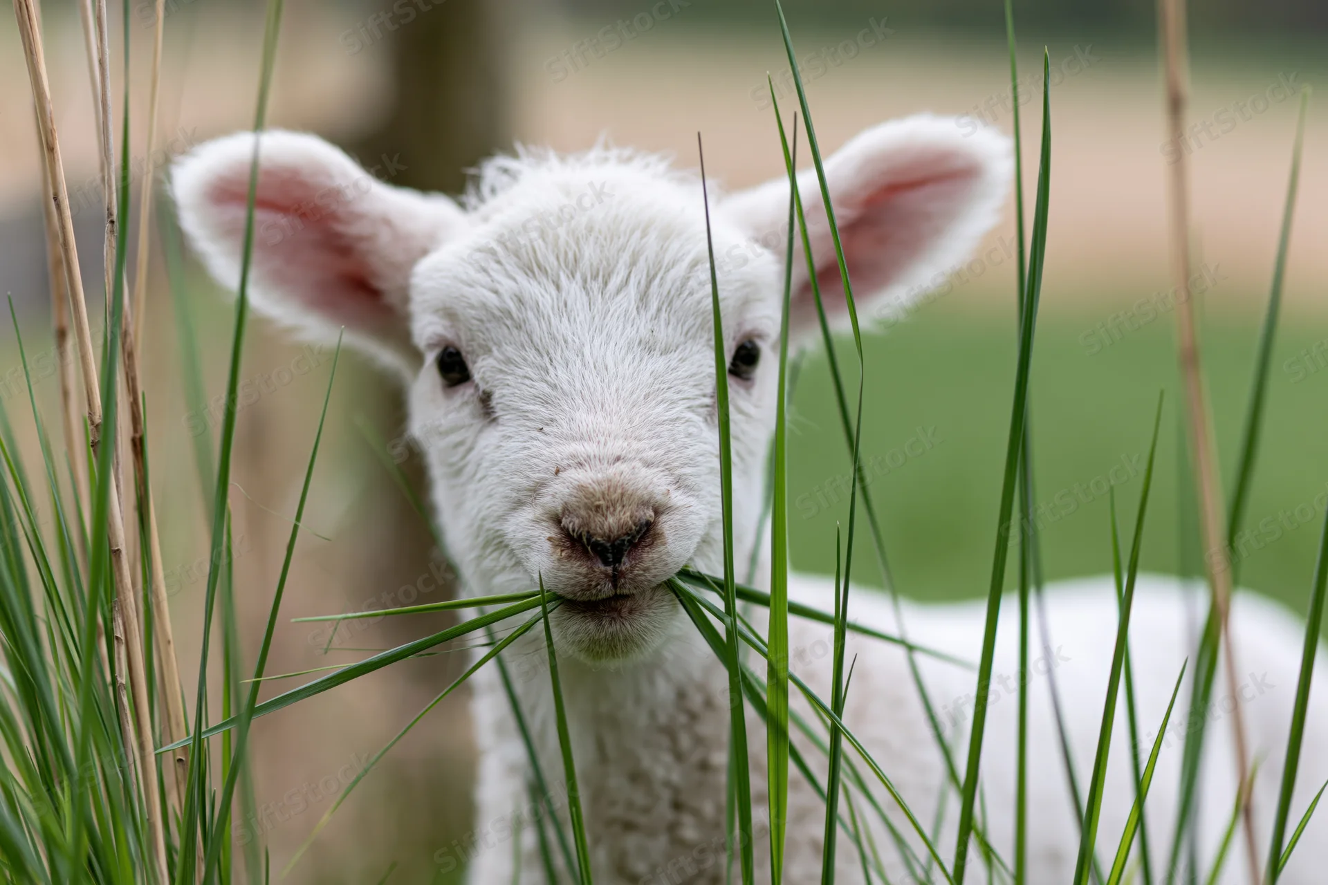 Young white lamb chewing grass in a pasture
