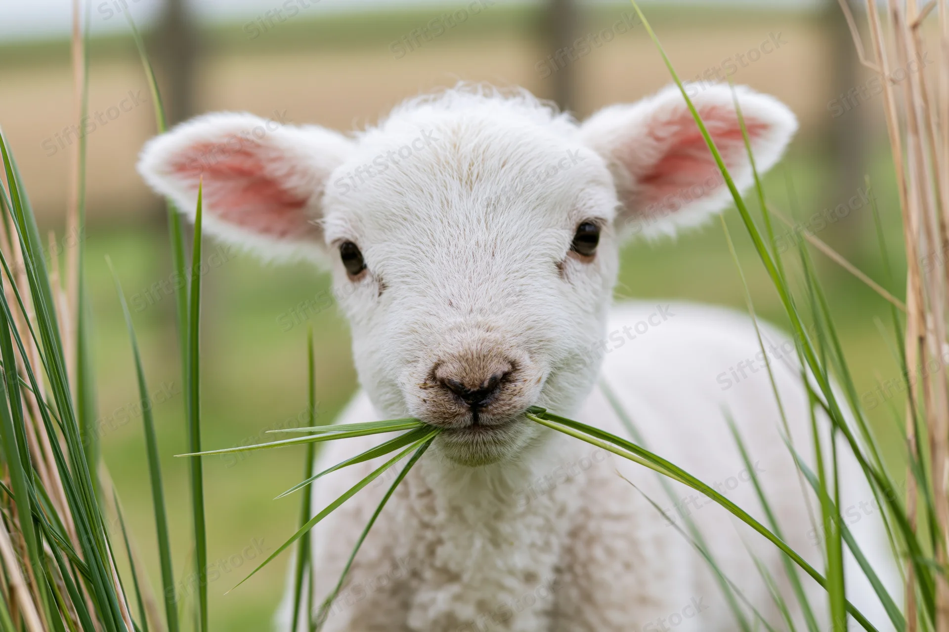 Young white lamb chewing grass in a pasture