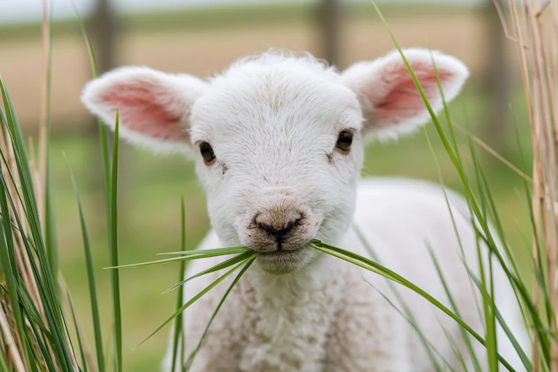 Young white lamb chewing grass in a pasture